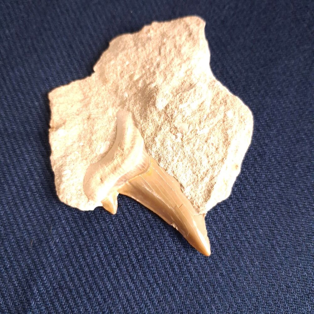 Shark Tooth Fossil Otodus obliquus Eocene Epoch 54 Million Years Old
